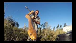 Deadly Legendary Stunning Cape Cobra [upl. by Ruben]