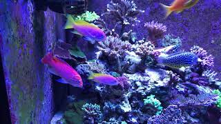 Bimac anthias 120g sps [upl. by Kcirdet]