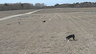 Basenji puppies at lure coursing practice [upl. by Bicknell475]