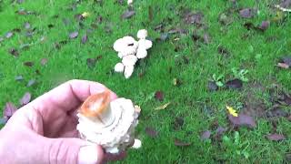 Baby Shaggy Parasol mushrooms [upl. by Formica568]