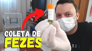 COMO FAZER EXAME DE FEZES EM CALOPSITAS [upl. by Spiro444]