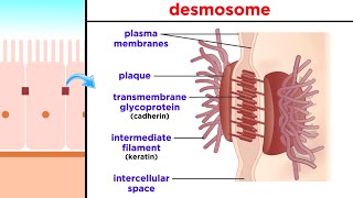 Types of Tissue Part 1 Epithelial Tissue [upl. by Florenza]