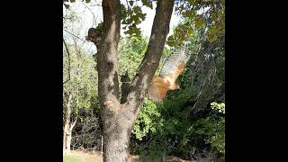 Red Shouldered Hawk hunting in our backyard hawk birdsofprey [upl. by Lindgren868]