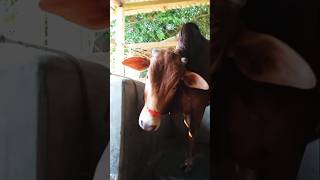 Beautiful Farm animals in villagesmart dairy farming videocow animals dairyfarming sorts [upl. by Yelnek962]