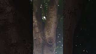 A sycamore tree with some kind of man made implant in branch stump  UK wild nature countryside [upl. by Nodarse]