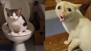 Compilation New Funniest Cat Videos 😹 You laugh You Lose 🤣 Best of Funny Cat Videos 😂 6 [upl. by Ahsimin]