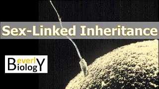 Sex linked Genetic Inheritance Story Based [upl. by Norton99]