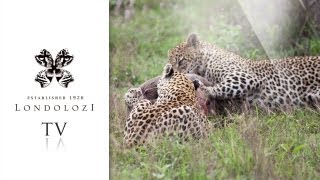 Two Leopards vs Warthog  Londolozi TV [upl. by Malo]