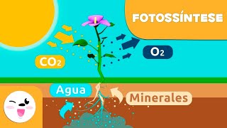 A fotossíntese das plantas Ciências para crianças [upl. by Manno]