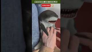 Trickling The Baby Shark 😺  Surprised Baby Shark Growl 😺 [upl. by Yecaw324]