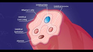 Whartons jelly – Explained [upl. by Yenattirb]