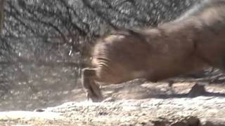 Motsomi Safaris South Africa Bow Hunting Warthog Pete [upl. by Margaux]