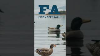 Final Approach Wildfowling Decoys [upl. by Latsyk]