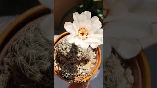 Gymnocalycium parvulum cactus plants [upl. by Tann]