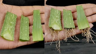 Growing aloe vera tree from leaf cuttings  aloe vera leaf planting [upl. by Willing]