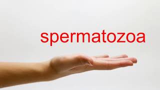 How to Pronounce spermatozoa  American English [upl. by Fiorenze]