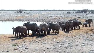 YouTube 5 Okaukuejo Resort Wildlife Waterhole Live camera Namibia Wildlife Resorts [upl. by Alemap870]