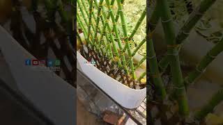 Ornamental Bamboo plants  PSN HIGHTECH NURSERY Perinthalmanna [upl. by Attenaj895]