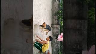 Funny Drum playing with brother 👩‍❤️‍👨dog funny shorts [upl. by Yruam]