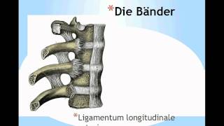 Aufbau der Wirbelsäule Columna Vertebralis Teil 2 [upl. by Paulette344]