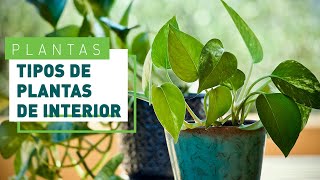 Plantas de interior variedades y cuidados  Verdecora [upl. by Noyerb]