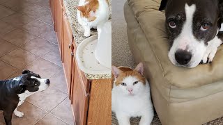 Cat Caught Sneaking Dog Extra Treats 😂  The Cat Chronicles [upl. by Erle]