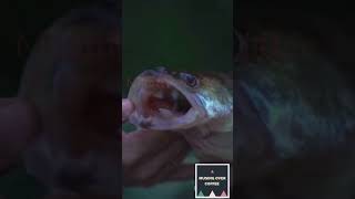 Hagfish The Worlds Slimiest Animal with Incredible Defensefactsshortsvideoshorts slimefacts [upl. by Alletsyrc653]