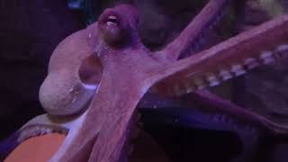 Common Octopus  SEA LIFE Blackpool Lancashire UK 06 Sept 2024 [upl. by Eicnarf]