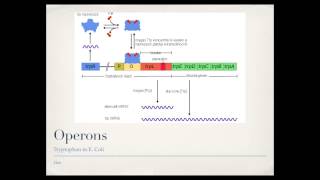 Bacterial Gene Regulation Operons [upl. by Uuge]