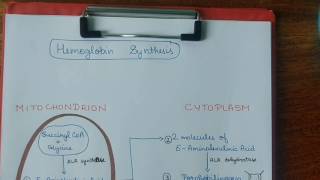 Hemoglobin synthesis  Biochemistry  handwritten notes [upl. by Matthiew807]