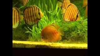 green discus wild symphysodon aequifasciatus aequifasciatus wwwnobobocom [upl. by Ettenaej606]