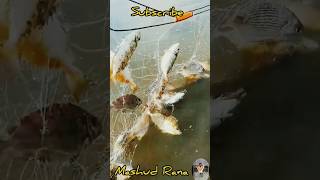 বাহারি মাছviralvideo fish [upl. by Madanhoj]