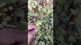 Akarkara Plant plants flowers tips akarkara viralvideo shortfeed shortsviral amazingfact [upl. by Nelav]