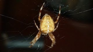 How a Spider Makes a Web [upl. by Marjana]