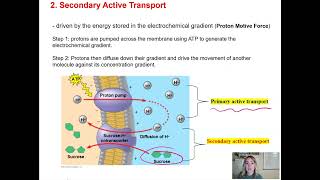 Cell Unit Cell Membrane Structure Permeability and Transport [upl. by Osnerol]