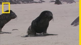 Une hyène sen prend à des bébés otaries [upl. by Akenna]