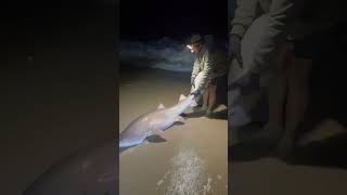 RELEASING SAND TIGER SHARK JULY 2024 newjerseyfishing fishing sharkfishing shark [upl. by Ynattirb]