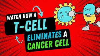 T CELL ELIMINATES A CANCER CELL science biology cancer [upl. by Arved3]