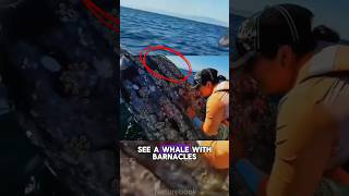 Did you know Why Barnacles Attach to Whales animals wildlife nature [upl. by Elocim]