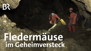 So überwintern Fledermäuse Inspektion in der Tropfsteinhöhle  Zwischen Spessart und Karwendel  BR [upl. by Llenwad]