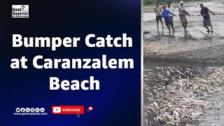 Goan Reporter News Bumper Catch at Caranzalem Beach [upl. by Gladdie]