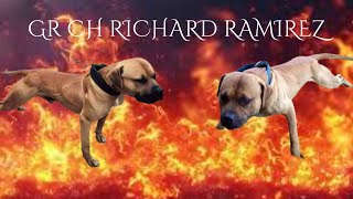 Gr Ch Richard Ramirez apbt dogtype dogbreed [upl. by Evita]