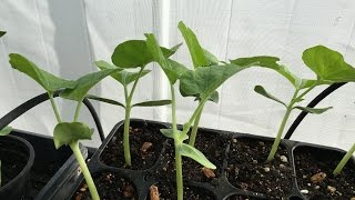 How to start bottle gourd seeds [upl. by Bang]