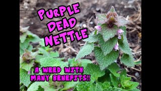 Purple Dead Nettle An Edible and Medical Weed [upl. by Moe]