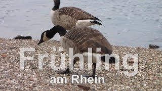 Frühling am Rhein Spring on the Rhine by Ludwigshafen [upl. by Norty]