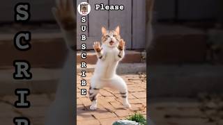 Madam juju cat dance 2  cat funny billi shorts youtubeshorts shortfeed tiktok tranding [upl. by Noswad]