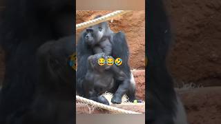 planate of Apes 2🤣🤣¯⁠\⁠⁠ʘ⁠‿⁠ʘ⁠⁠⁠¯comedyvideos [upl. by Etak]