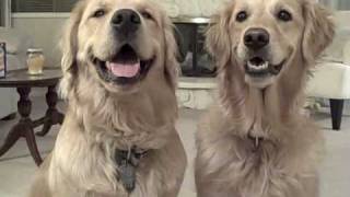 Golden Retrievers Dancing [upl. by Hawker194]