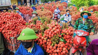 Fruit Harvesting and Processing  Lychee Harvest in Luc Ngan  Only Vietnam has This Fruit [upl. by Schilling241]