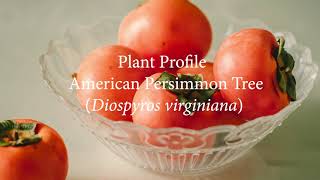 American Persimmon Plant Profile [upl. by Rochette993]